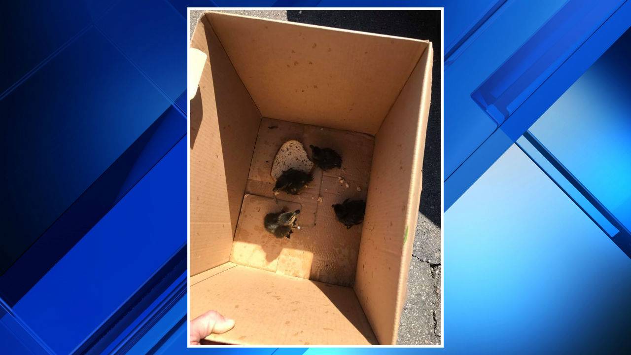 Michigan police officers rescue baby ducks that fell through...